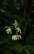 Dendrobium nanum Hook. fil. resmi