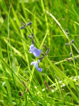 Imagem de Salvia reptans Jacq.