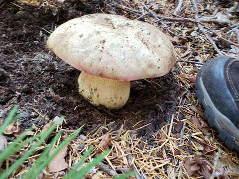 Image of Rubroboletus haematinus (Halling) D. Arora & J. L. Frank 2015