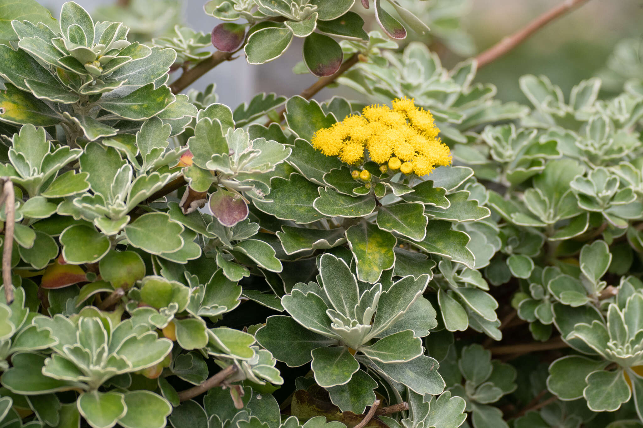 Plancia ëd Ajania pacifica (Nakai) K. Bremer & C. J. Humphries