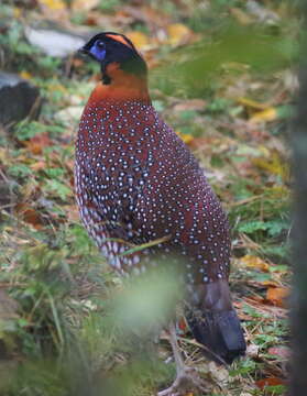 Image of Temminck's Tragopan