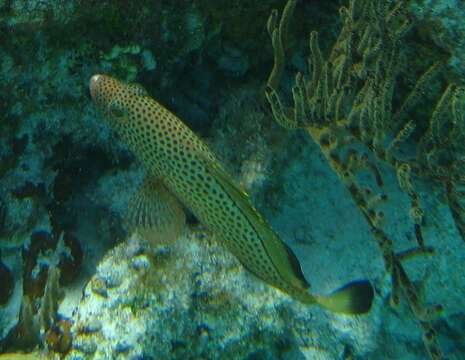 Epinephelus guttatus (Linnaeus 1758) resmi