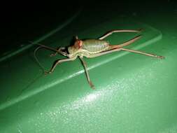 Image of saddle-backed bush-cricket