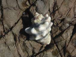 Image of humped rock shell