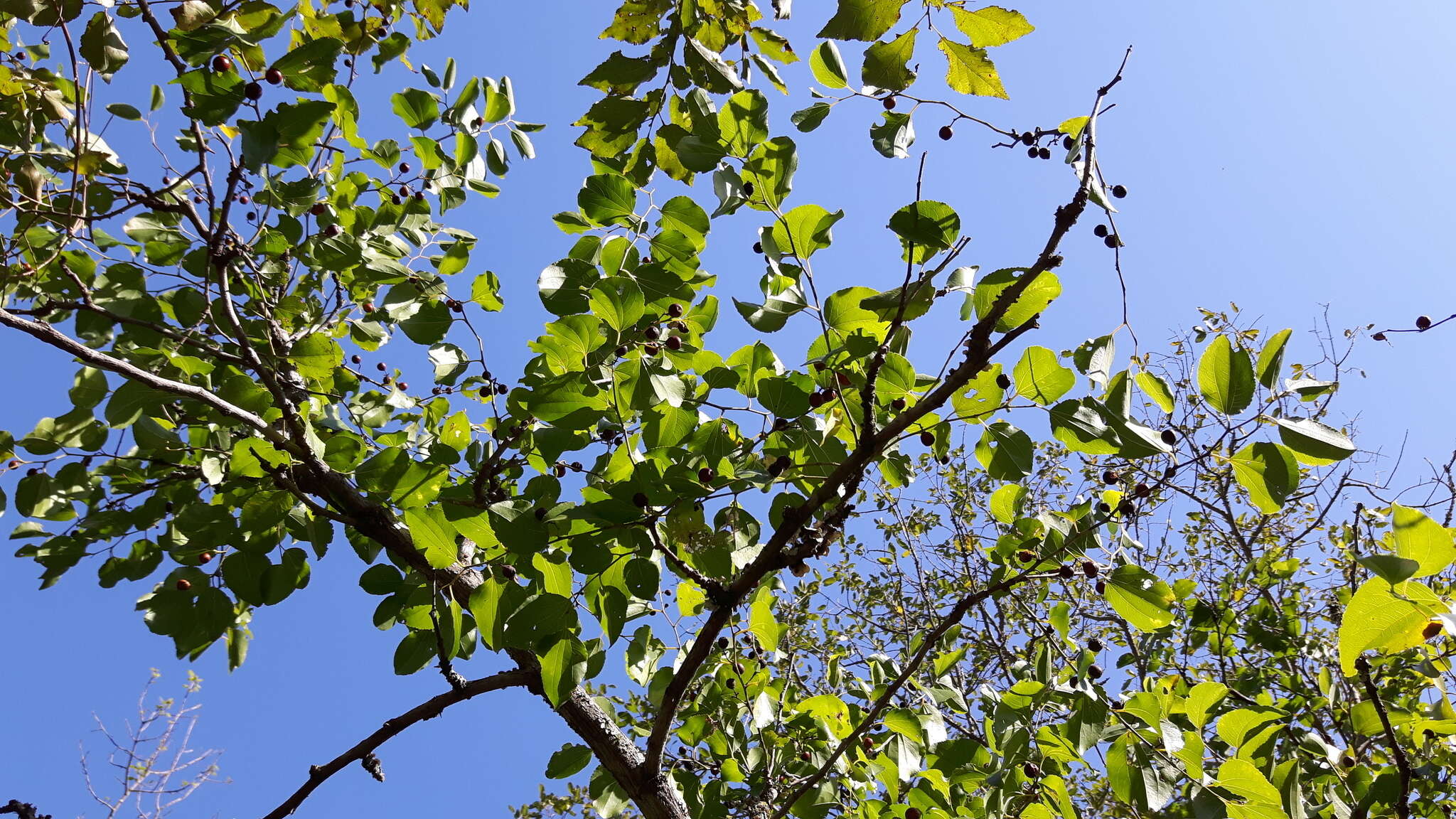 Image of Buffalo thorn