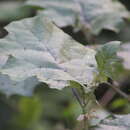 Слика од Solanum stramonifolium Jacq.