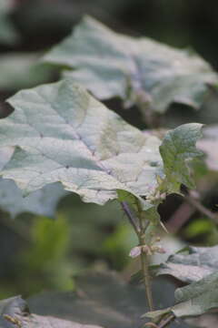 Image de Solanum stramonifolium Jacq.