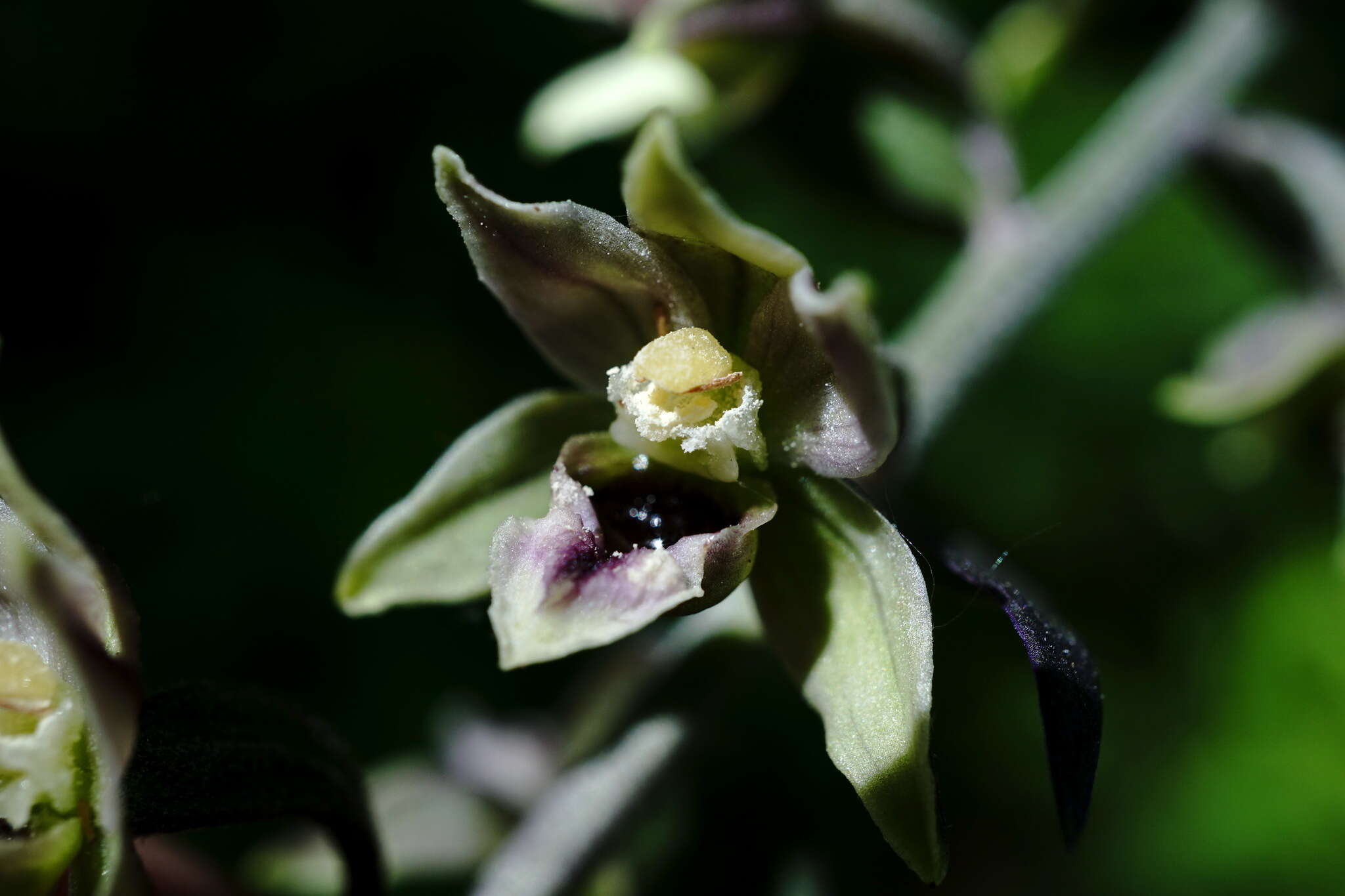 Image of Epipactis condensata Boiss. ex D. P. Young