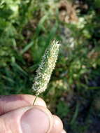 Phleum pratense subsp. nodosum (L.) Trabut的圖片