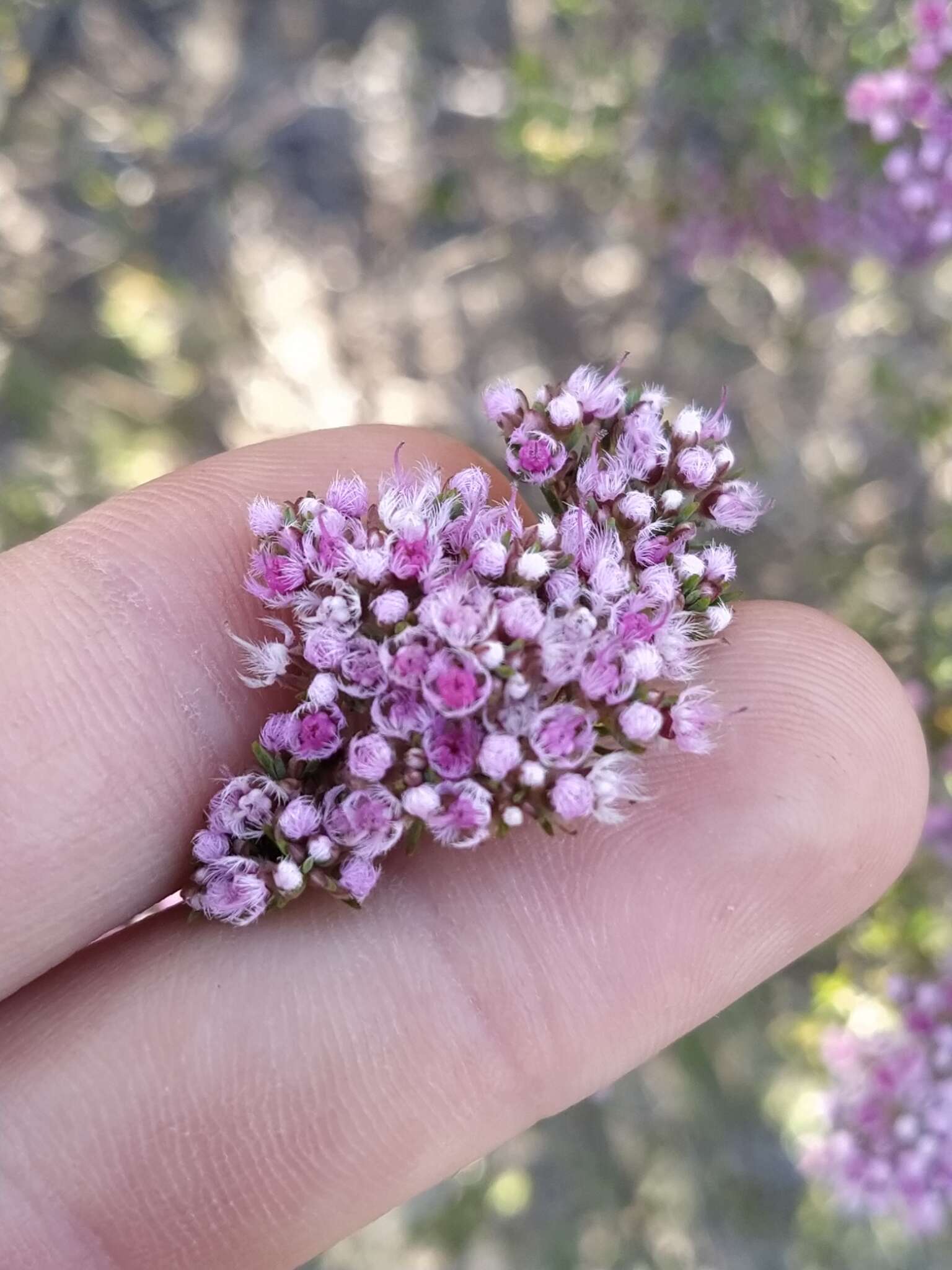 Verticordia densiflora Lindl. resmi