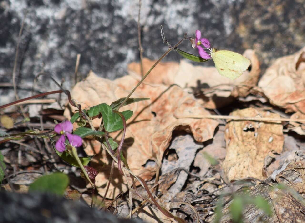 Image of slimjim bean