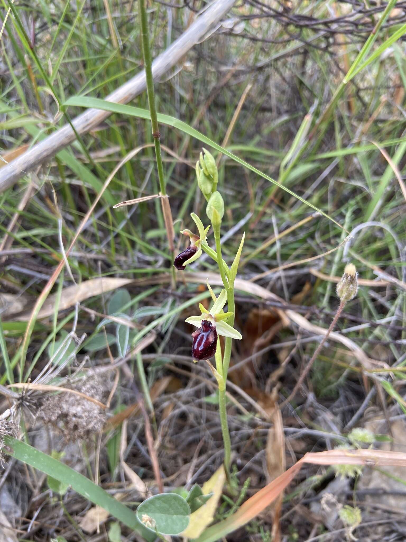 Image of Ophrys sphegodes subsp. gortynia H. Baumann & Künkele