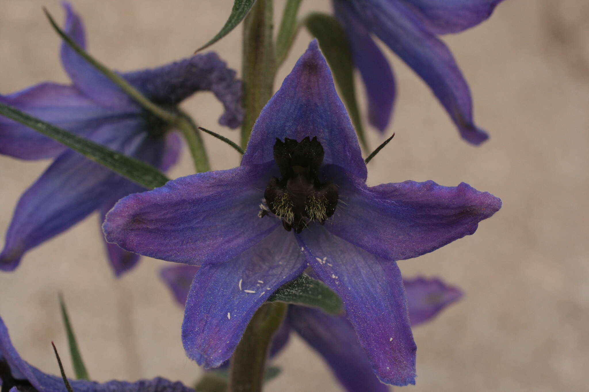 Delphinium dubium (Rouy & Fouc.) Pawl.的圖片