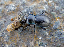 Image of Carabus (Archicarabus) wiedemanni wiedemanni Ménétriés 1836