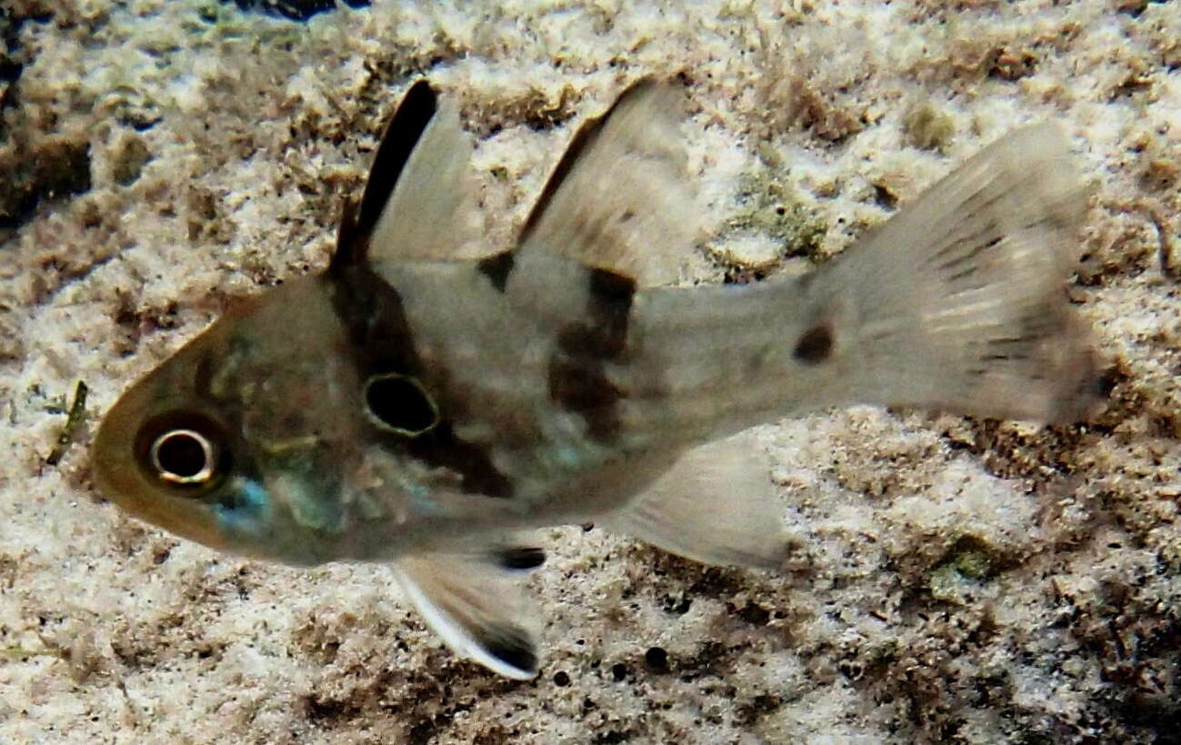 Image of Cardinal fish