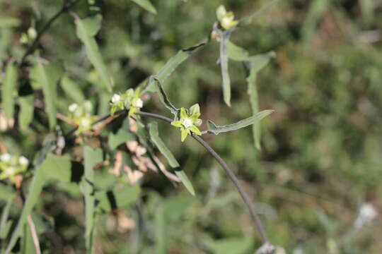 Araujia brachystephana (Griseb.) Fontella & Goyder resmi