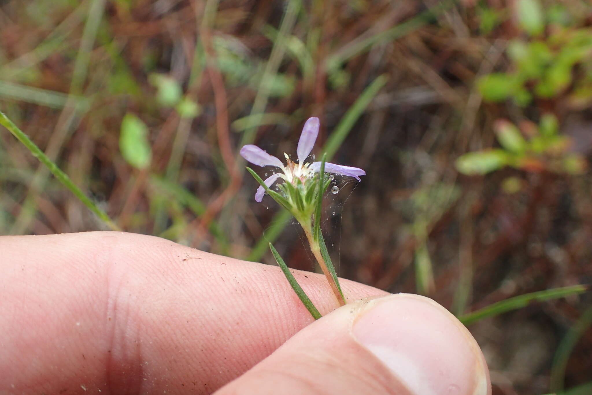 Image of southern prairie aster