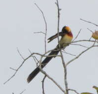 Image of Broad-tailed Paradise Whydah