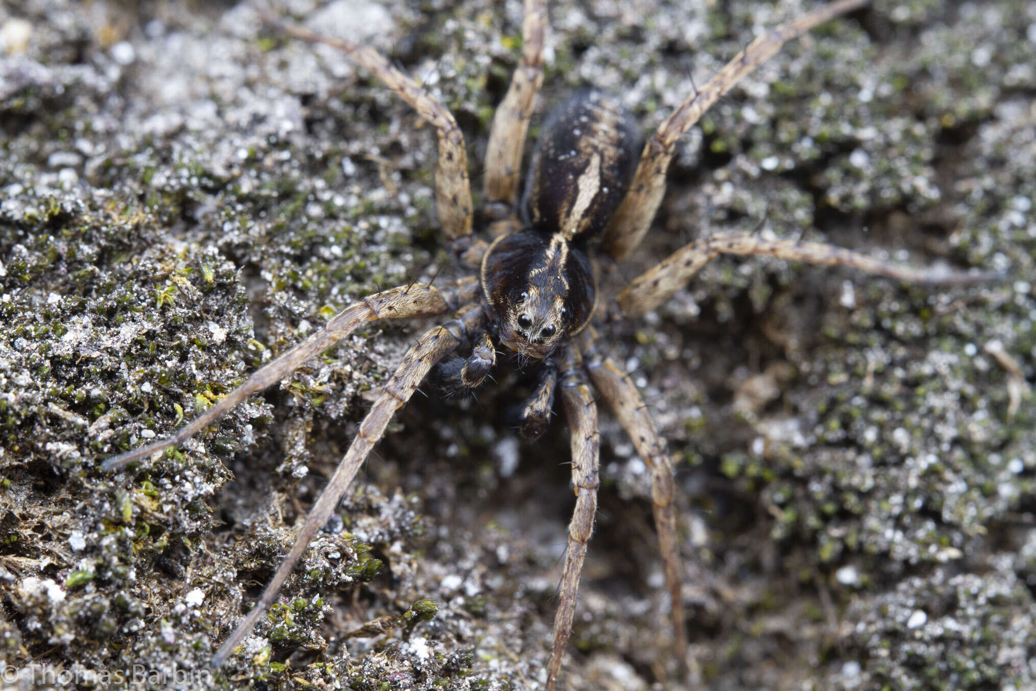 Image of Pardosa anomala Gertsch 1933