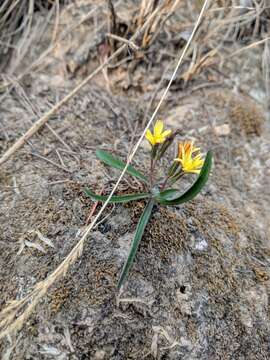 Image of Launaea acaulis (Hook. fil.) Babc. ex Kerr