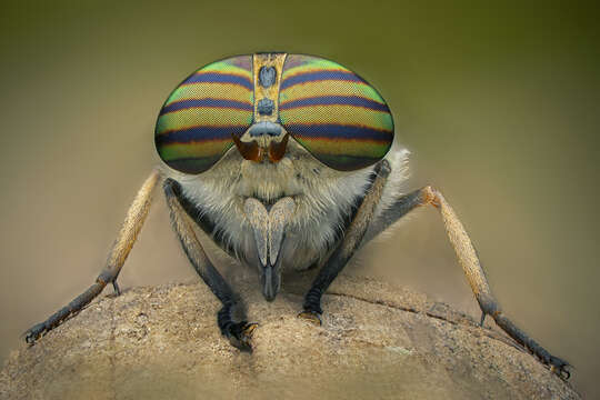 Image of downland horsefly