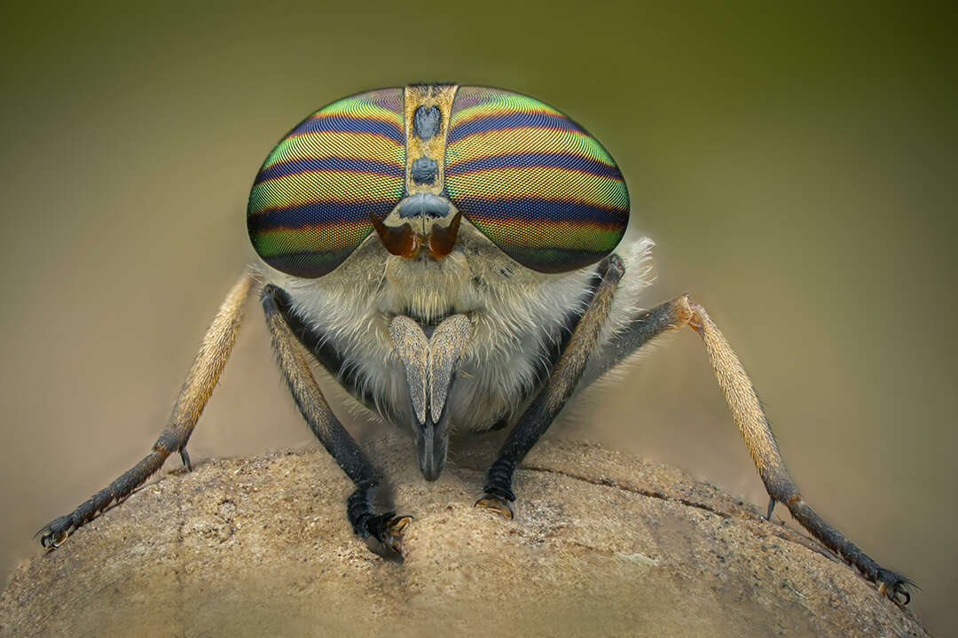 صورة Tabanus glaucopis Meigen 1820