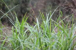 Image of Scleria myricocarpa Kunth