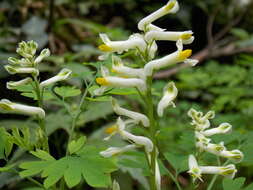 Imagem de Pseudofumaria alba (Mill.) Lidén