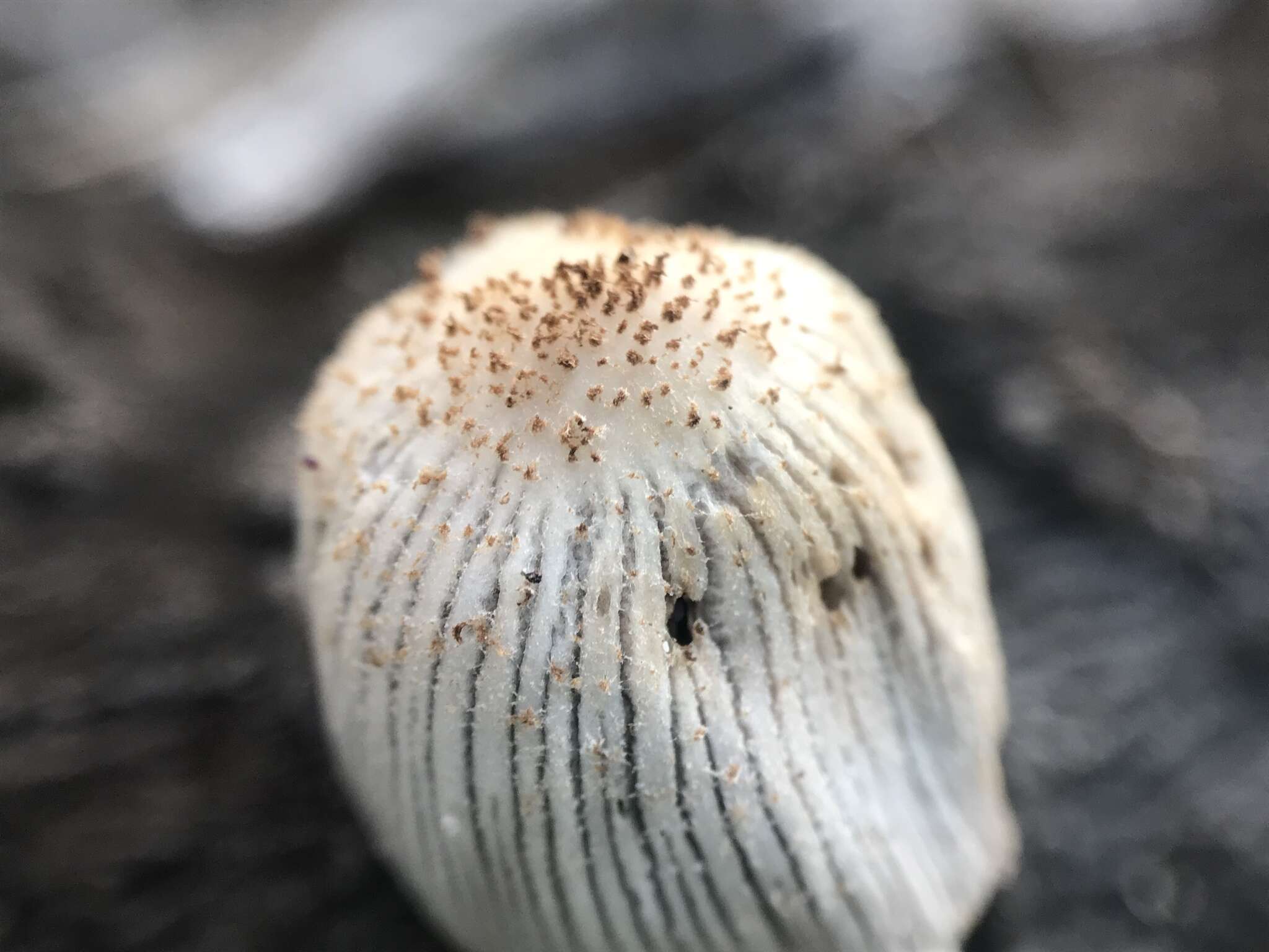 Image of Orange-mat coprinus