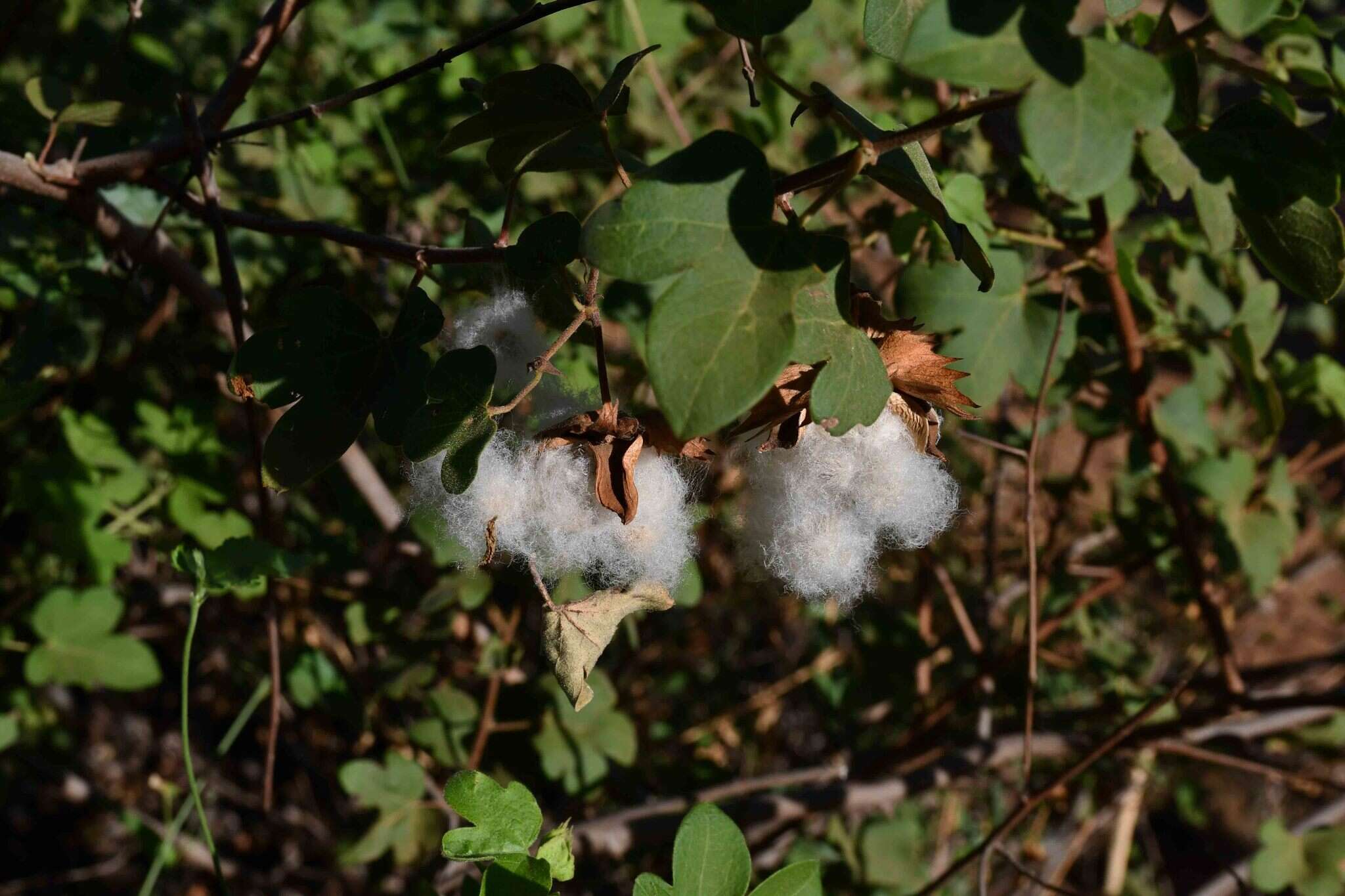 Imagem de Gossypium herbaceum L.