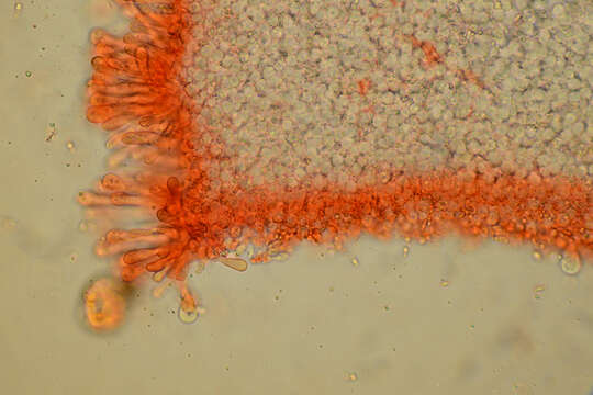 Image of Resinomycena montana Redhead & Singer 1981