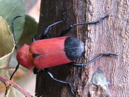 Euryphagus lundii (Fabricius 1793) resmi