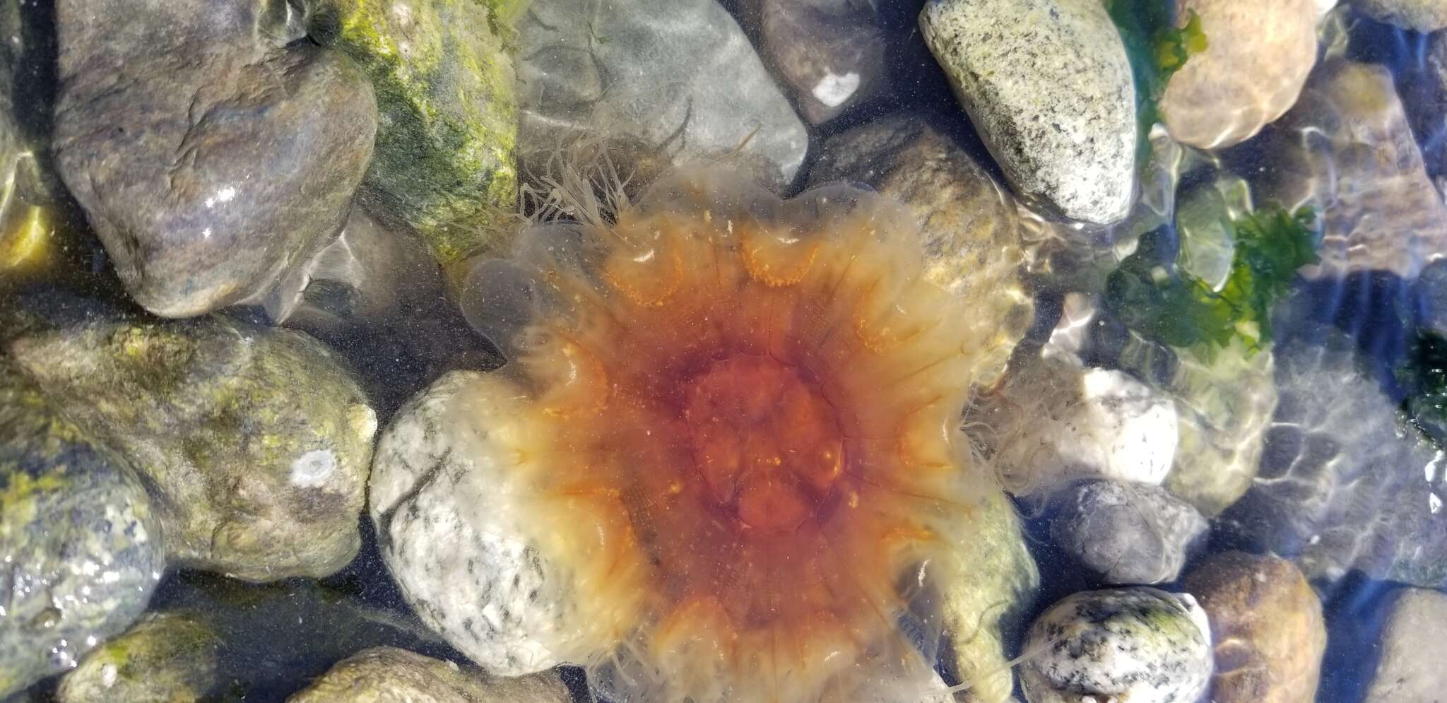 Image of Cyanea ferruginea Eschscholtz 1829