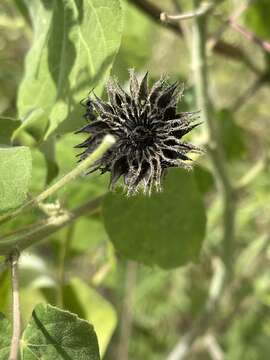 Image of Wild abutilon