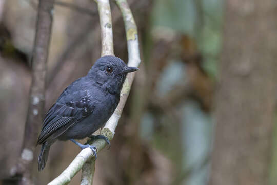 Image of Plumbeous Antshrike