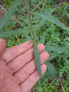 صورة Eupatorium petaloideum Britt.