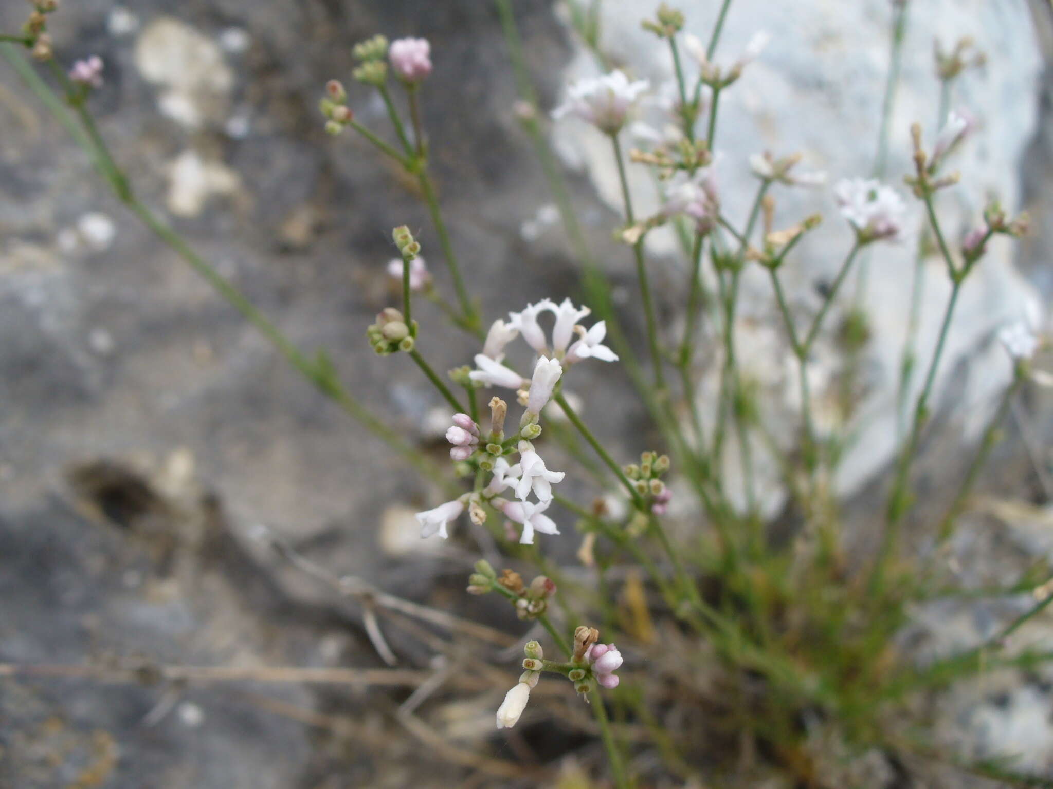 Plancia ëd Asperula rumelica Boiss.