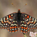 Image de Euphydryas editha (Boisduval 1852)