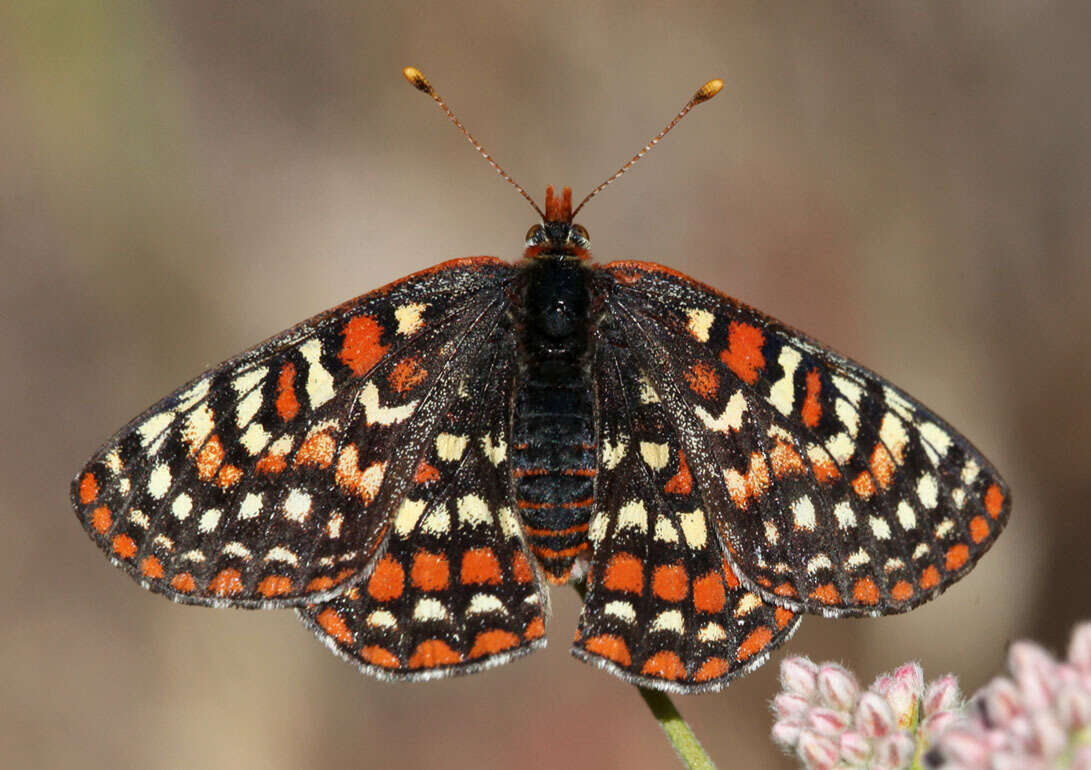 Image de Euphydryas editha (Boisduval 1852)