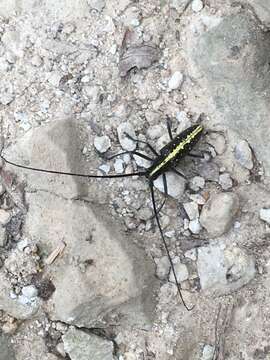 Image of Taeniotes scalatus (Gmelin 1790)