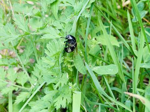 Image of Hairy Rove Beetle