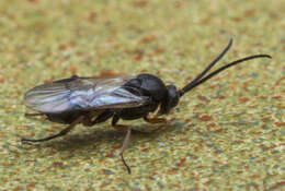 Image of Cotesia lunata (Packard 1881)