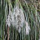 Image of Cortaderia hieronymi (Kuntze) N. P. Barker & H. P. Linder