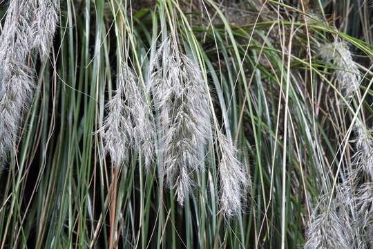 Image of Cortaderia hieronymi (Kuntze) N. P. Barker & H. P. Linder