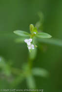 Image of three-petal bedstraw