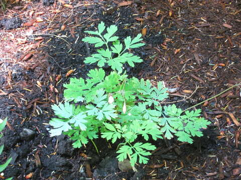 Imagem de Dicentra formosa subsp. formosa