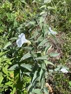 Image of Catesby's false bindweed