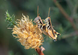 Image of Melanoplus glaucipes (Scudder & S. H. 1875)