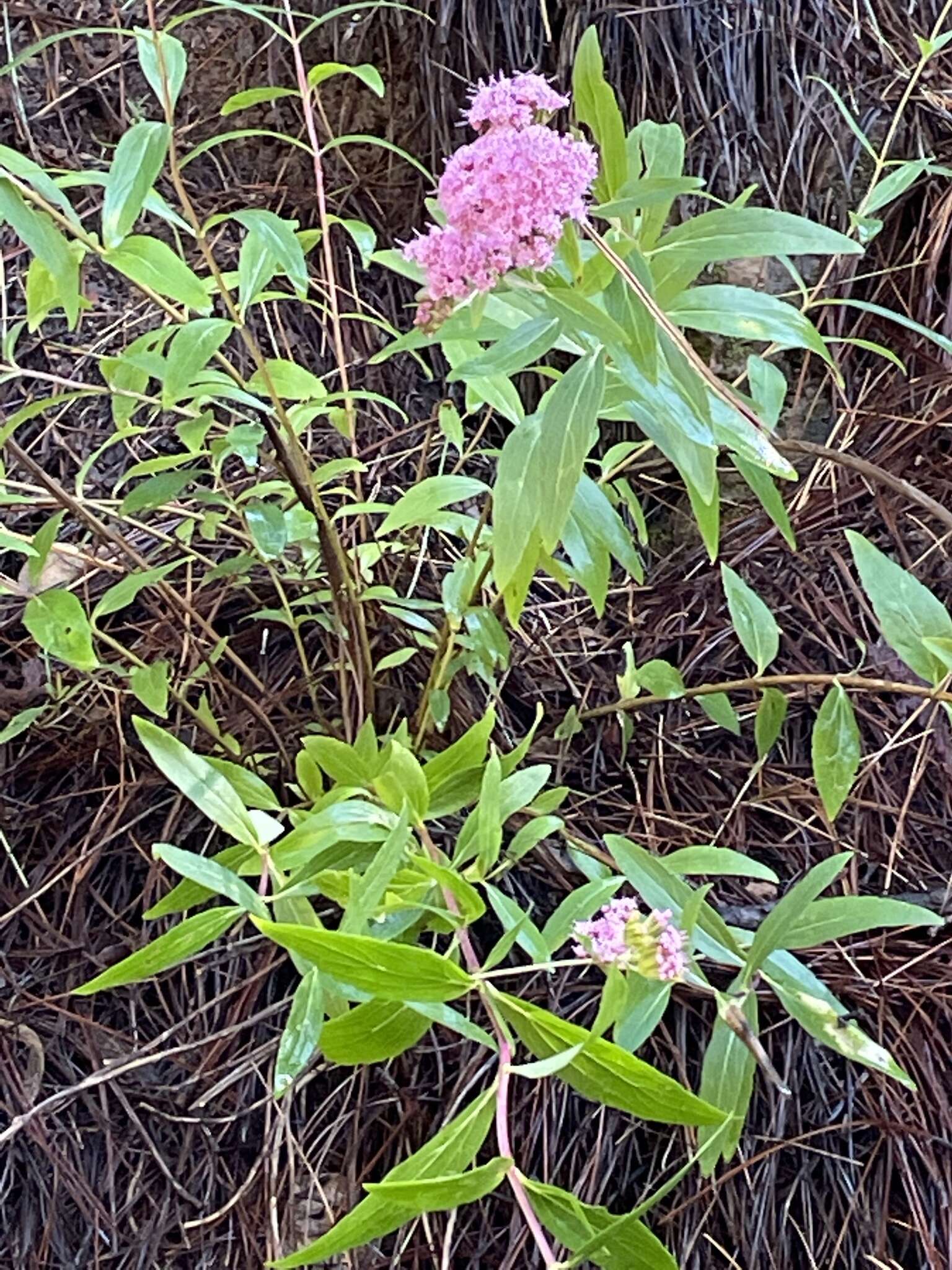 Sivun Stevia plummerae A. Gray kuva