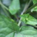 Imagem de Salvia costaricensis Oerst.